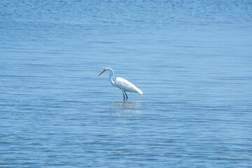 great white heron in the blue calm water, minimalist