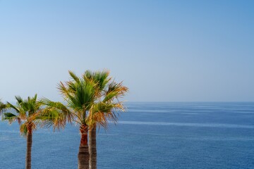 Discover a tropical paradise with this stunning image of palm trees swaying against a vibrant blue...