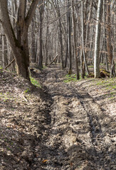 an unpaved road in the spring in a wooded area walking on a sunny day