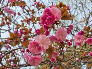 Spring flowers, beautiful double cherry blossoms -  봄의 꽃, 아름다운 겹벚꽃