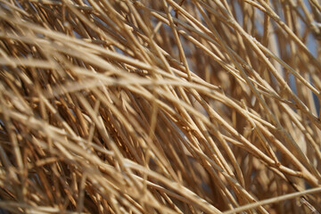 dry grass background straw