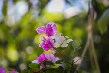 Vibrant Pink and White Bougainvillea Flowers Blooming with Lush Green Bokeh Background	
