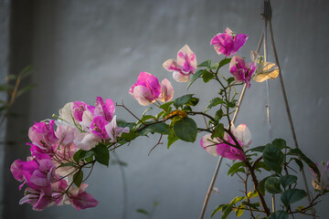 Vibrant Pink and White Bougainvillea Flowers Blooming with Lush Green Bokeh Background	