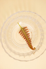 Green Wellness Aesthetic: Leaf on White Plate for Spa and Natural Lifestyle Concepts