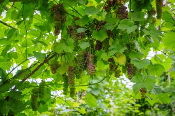 Obraz premium A vibrant grapevine canopy filled with ripe grapes hanging from lush green leaves. This image captures the beauty of a bountiful harvest, ideal for food and wine publications.