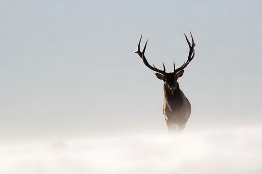 White-tailed deer, majestic mammals of the wild, stand isolated on a snow-covered mountain rock, their brown fur and prominent antlers blending with nature's winter wonderland