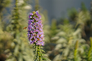 lilac flowers in the garden and the bee landing on it