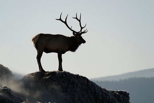 White-tailed deer, majestic mammals of the wild, stand isolated on a snow-covered mountain rock, their brown fur and prominent antlers blending with nature's winter wonderland - Powered by Adobe