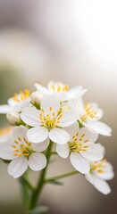 Delicate White Blossoms A Close-Up of Fragrant Spring Flowers for Serene Backgrounds and Floral Designs