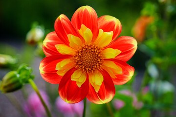 Experience the vibrant beauty of nature with this close-up of a dahlia. The rich red petals, tipped with yellow, create a striking contrast against a soft green background.