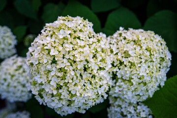 A close-up showcases the beauty of white hydrangea blossoms in bloom. The intricate petals and vibrant green leaves create a stunning display of natural elegance.