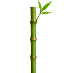 Fototapeta premium Single green bamboo stalk with leaves isolated on transparent background