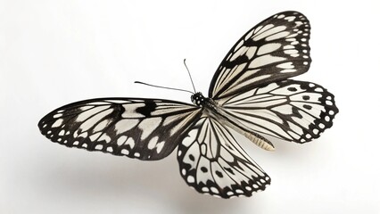 A colorful monarch butterfly with delicate orange and black wings rests on a white background, highlighting its natural beauty as a garden insect