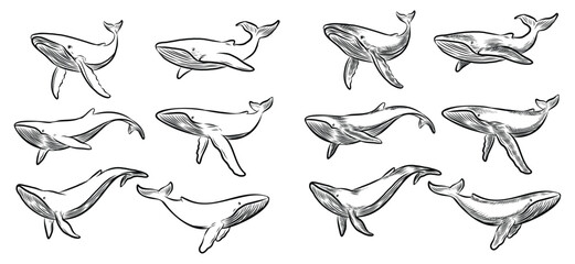 Line Art Vector of Whale for your art work.The EPS file is vector and can be edited for shape, layout, and color.