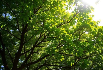 Fototapeta premium Tranquil Lagos shade, dappled sunlight on leaves, natural, solitude