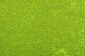 Abstract organic texture with a vibrant green color and unique bumpy surface
