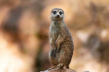 A meerkat stands upright on a rock, attentively observing its surroundings. The warm, blurred...