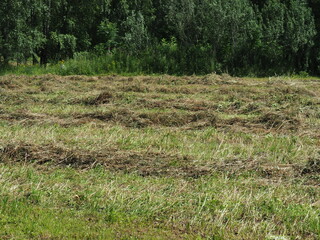 Meadow with dry hay. Summer rural landscape. The smell of hay and hay fever