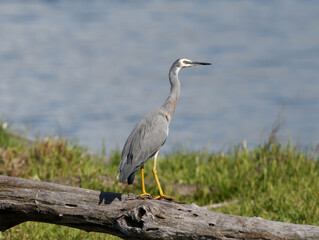 White-faced heron or White-fronted Heron (Egretta novaehollandiae) perched a dead tree log with...