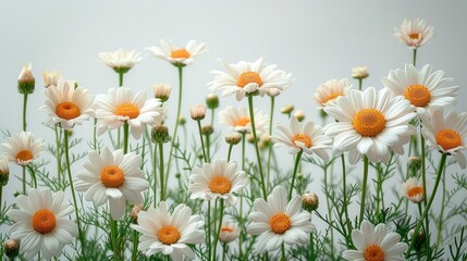 Chamomile daisy flowers.