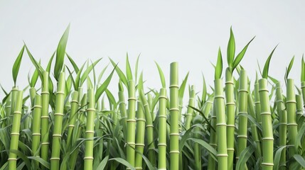 Obraz premium Lush bamboo grove against a light background