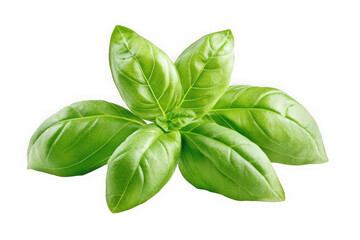 Fresh green basil leaves herb culinary ingredient cooking flavor aroma spice food photo isolated on transparent background