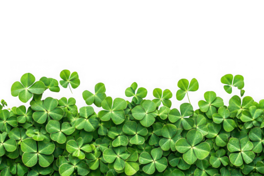Abundance of fresh green shamrock clovers for st. patrick's day celebration and irish luck, perfect for design elements isolated on transparent background