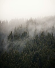 fog in the forest
