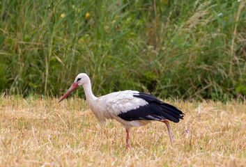 A Ciconia ciconia (white stork) bird walking in the field