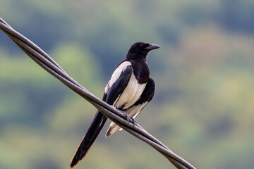 A Pica pica (magpie) bird sitting on a wire