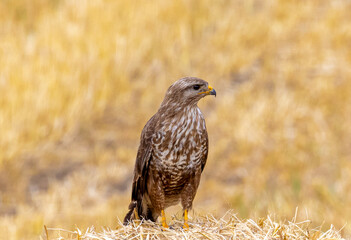 A Buteo buteo bird standing on a bale of straw