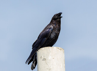 Close-up of a raven (Corvus corax) singing on a pole