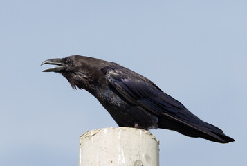 A Corvus corax bird sitting on a pole