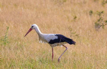 A Ciconia ciconia (white stork) bird walking in the field