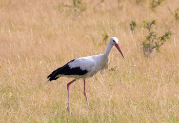 A Ciconia ciconia (white stork) bird walking in the field