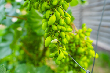Fungal disease on unripe grapes, close-up