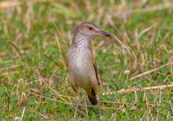 Portrait of an Acrocephalus arundinaceus bird on the ground with insects in its beak