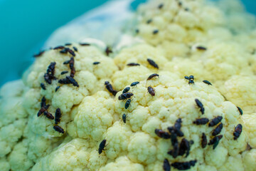 Cauliflower with beetle pests close up. Cauliflower inflorescence and a lot of black beetles...