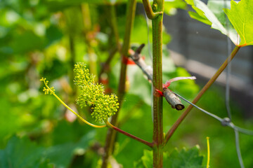 Blooming bunch of grapes in the vineyard, close-up. Germinated grapes