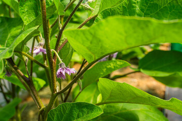 Blooming eggplant, close-up of purple flower