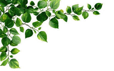 Obraz premium Close-up of lush green and yellow-tinged foliage branches against a black backdrop