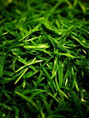 Close Up of Fresh Green Chives, vibrant texture and color.