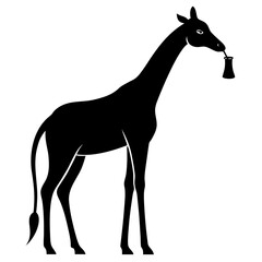 Silhouette of a giraffe bending down to drink water isolated on white background