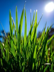 Obraz premium Vibrant Green Grass Blades Illuminated by Sunlight Against a Clear Blue Sky.