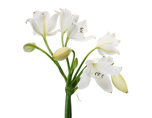 Obraz premium Crinum moorei flowers, Natal Lily, White Lily isolated on white background 