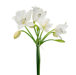 Crinum moorei flowers, Natal Lily, White Lily isolated on white background                                                                