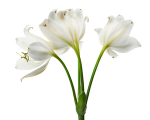 Obraz premium Crinum moorei flowers, Natal Lily, White Lily isolated on white background 
