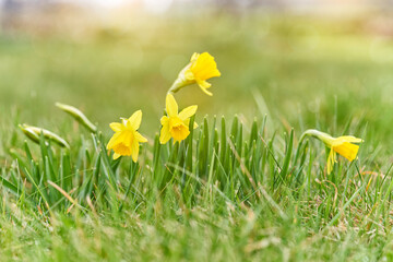 Jonquils in meadow. Spring flower and defocused nature with sunny reflection background