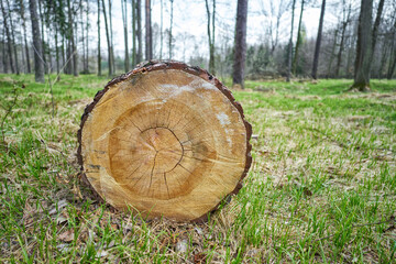 Cut tree trunk lying on the green grass in forest.