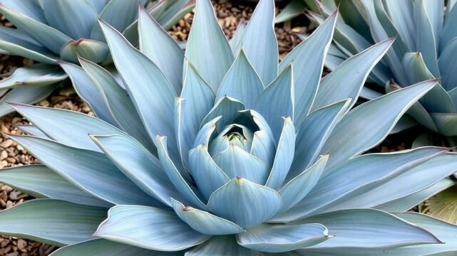 A closeup view of a bluegreen agave succulent plant with its layered, spiky leaves